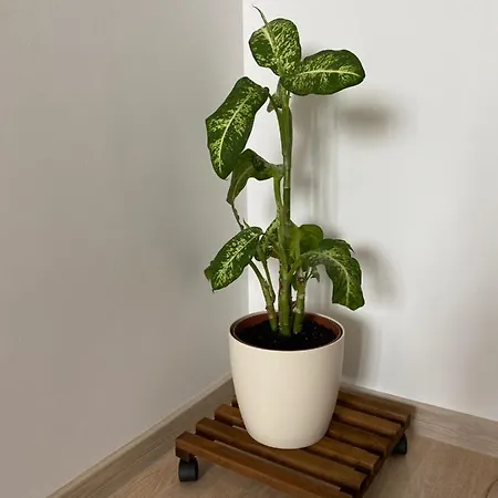 Апартаменты Take Тимишоара