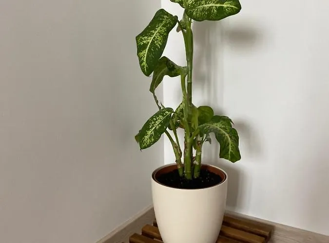 Appartement Take Timişoara